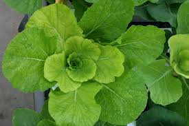病害虫 生理障害情報 野菜栽培での病気 害虫 生理障害情報 タキイの野菜 タキイ種苗