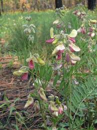 Image result for Tephrosia rhodesica