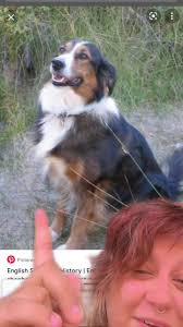 Preserving the English Shepherd Breed for Future Generations