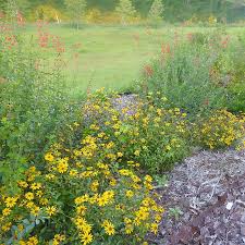 Image result for Aspilia helianthoides