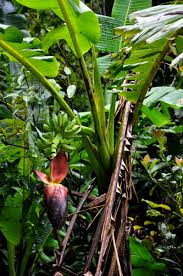 Image result for Musaceae