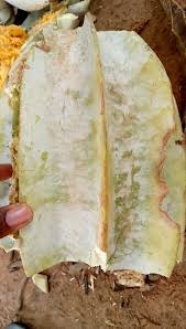 Image result for Telfairia occidentalis