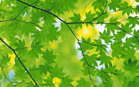 Maybe you would like to learn more about one of these? Get 25 Fondo De Pantalla Para Pc Aesthetic Verde