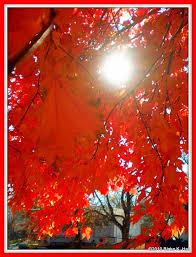 Orange Beautiful Orange Fall Colors My Favorite Color Favorite Color