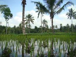 Image result for Trichoneura schlechteri