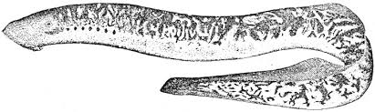 Click the download button to view the full image of prehistoric sea creature coloring pages printable, and download it for your computer. Sea Lamprey Coloring Page Animals Town Animal Color Sheets Sea Lamprey Picture