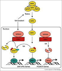 Explore the lytic and lysogenic viral replication cycles with the amoeba sisters! Post Translational Regulation Of Plant Immunity Sciencedirect