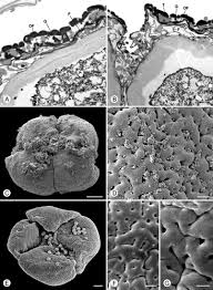 Image result for isolona lebrunii