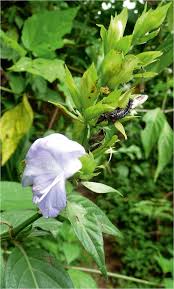 Image result for Barleria sp. D (near holubii)