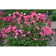 Maybe you would like to learn more about one of these? Candy Store Series Coral Creme Drop Phlox Perennial 4 Pot Walmart Com Walmart Com