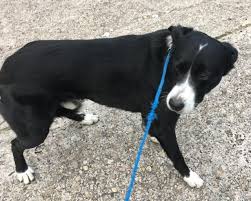 The american society for the prevention of cruelty to animals, otherwise known as the aspca, is another very reputable source for finding nearby animal shelters. Petharbor Com Animal Shelter Adopt A Pet Dogs Cats Puppies Kittens Humane Society Spca Lost Found Dog Adoption Animal Shelter Logo Dogs