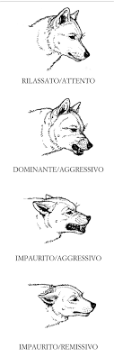 Ventiquattro cani sono stati fatti incontrare, in to sociale di queste specie3. L Aggressivita E I Cani Baiuland Club Kennel
