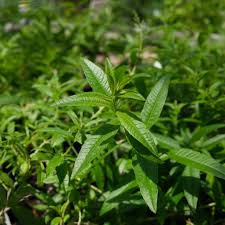 Image result for Aloysia citrodora