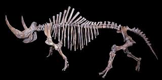 Image result for Paratheria