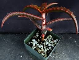 Image result for Aloe cameronii