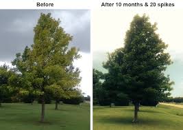Image result for iron deficiency in trees