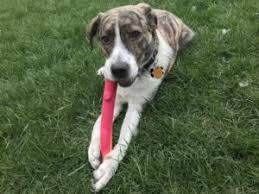 Check spelling or type a new query. Best Dog Friendly Places Around Louisville Kentucky Louisville Family Fun