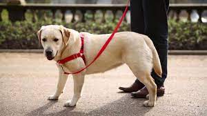 Check spelling or type a new query. Easy Walk Dog Harnesses Train Your Dog Enjoy Your Walk Youtube