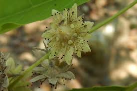 Image result for Homalium