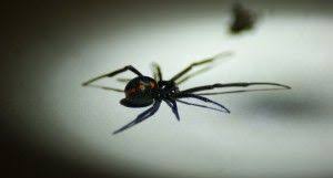 Any poisonous, venomous or threatening animal any threatened or endangered species arachnids (all): What Makes Black Widows Poisonous Johnson Pest Control Tennessee Pest Control Termite Exterminators Spider Infestation Spider Black Widow