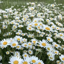 Image result for foto Kopretina