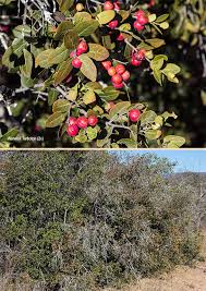 Image result for Mystroxylon