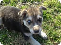 Howl at the moon siberian husky rescue (shelter #1113353) x. German Shepherd And Husky Mix Puppies For Sale Cheap Buy Online