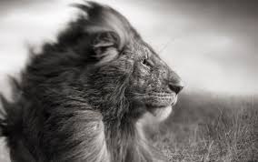 We did not find results for: Black White Lion Mane Wind Wallpaper Background Best Stock Photos Toppng
