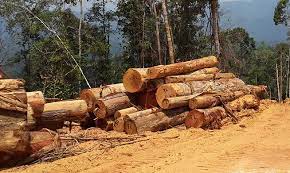 Contact kayu balok on messenger. Kayu Balak In English Kayu Balak In English