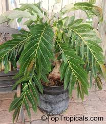 Image result for Phyllanthus mendesii