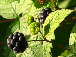 Image result for Rubus kirungensis