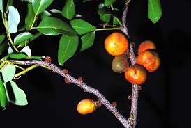 Image result for Diospyros batocana