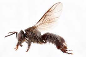 Secondly, as a eusocial species, a hive of stingless bees constitutes a single reproductive unit. Heterotrigona Itama Stingless Bee Taxo4254 Wiki Nus