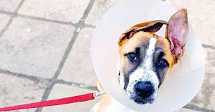 What can a dog insurance policy cover? Low Cost Spay Neuter Clinics Vs Your Local Vet