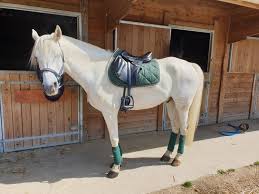 Example sentences from the web for tapis vert. Zwambi Porte Le Tapis Vert Sapin Hfi Sellerie Equi Daho Facebook