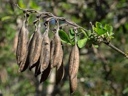 Image result for Rotala capensis