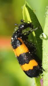 Image result for Buchnera keilii