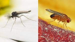 Spätestens am nächsten morgen wachen sie zerstochen auf. Trauermucken Befall Erkennen Loswerden Und Dauerhaft Vertreiben