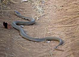 Mozambique Spitting Cobra Google Search Mozambique Snake Cobra