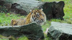 1024 x 1024 jpg pixel. Burgers Zoo Met De Dierverzorger Bij De Sumatraanse Tijgers Live Video Kinderfilmpjes