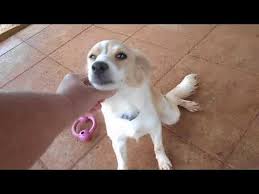 pin von m hari auf pet projects hunde in not hunde tiere
