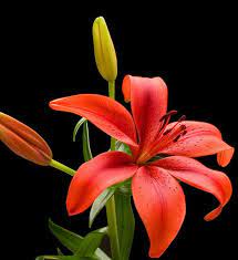 Pin By Lyric Royal On Flowers And Plant References White Lily Flower Flower Images Wallpapers Beautiful Flowers