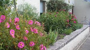 Linlithgow Floral Trails 2023 by Linlithgow