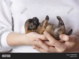 We did not find results for: Blind Newborn Image Photo Free Trial Bigstock