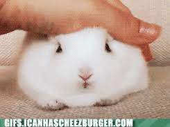The male gets mad that perhaps the female is not satisfied, and takes it out on them. Aggression House Rabbit Society