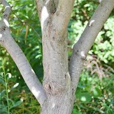 The deciduous tree's seedpods hold on through the winter. American Redbud Tree On The Tree Guide At Arborday Org