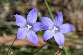 Image result for Wahlenbergia wittei