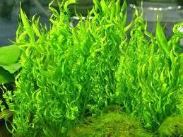 Echinodorus Angustifolia Vesuvius Sword Plant Live Aquarium Plants Planted Aquarium Fish Tank Plants