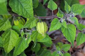 Image result for Physalis pubescens