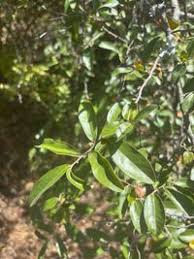 Image result for Hexalobus monopetalus